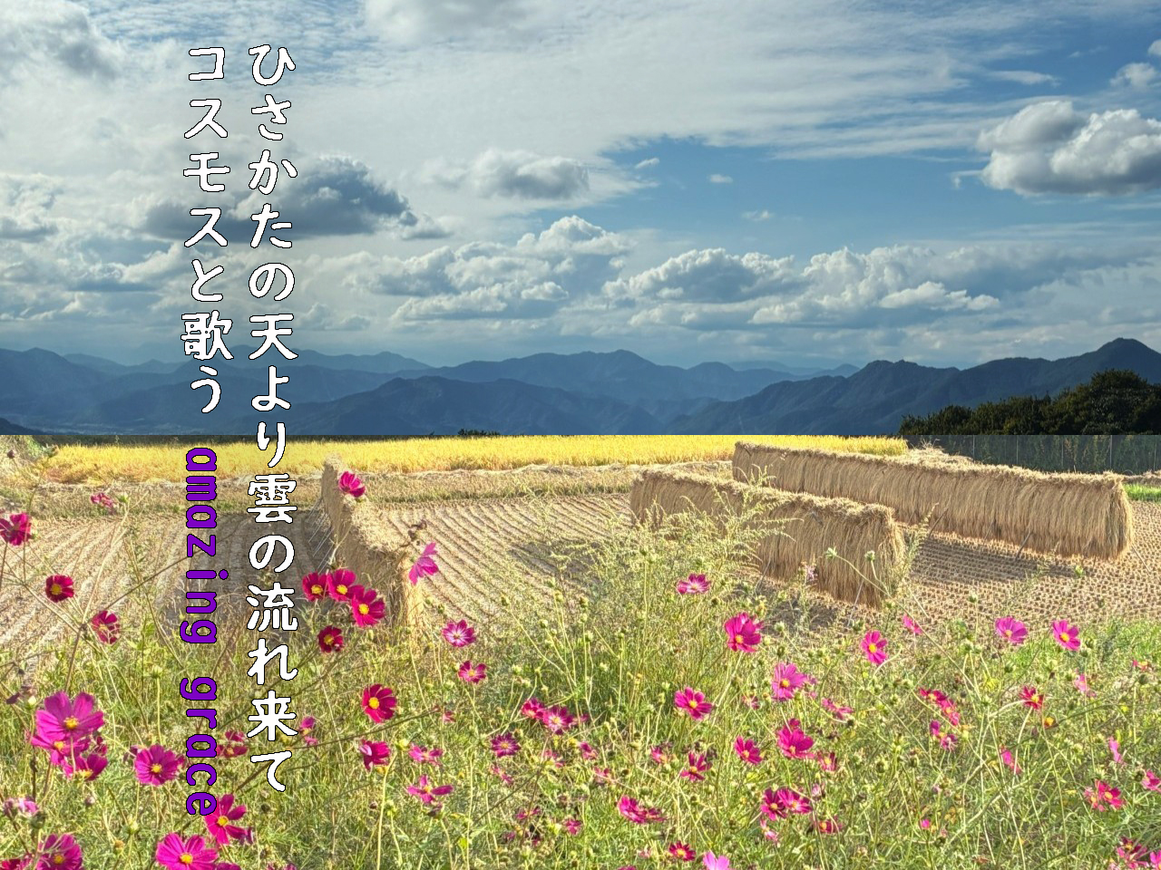 ひさかたの天より雲の流れ来てコスモスと歌うamazing grace